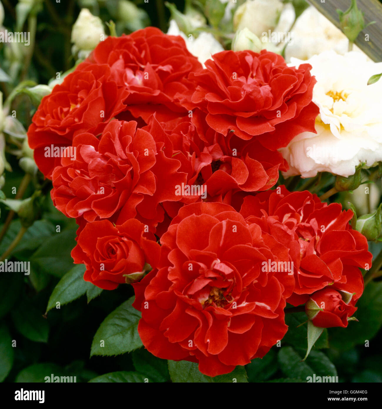Miniature Rose - Rosa `Orange Sunblaze'   RMN059815 Stock Photo